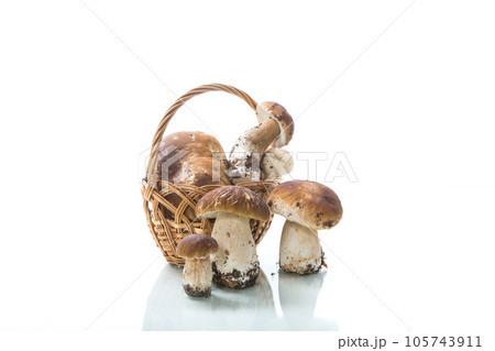 heap of fresh harvested forest mushrooms in basket heap of fresh harvested forest mushrooms in basket 105743911