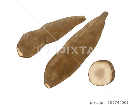 ヤーコン 秋野菜 105744061