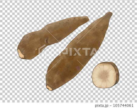 ヤーコン 秋野菜 105744061