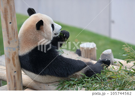 おいしそうに竹を食べる陽浜 105744562