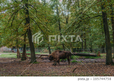 The European bison (Bison bonasus), also known as wisent or the European wood bison stands in green grass with an old forest in the background. The American bison and the European bison are the 105744758