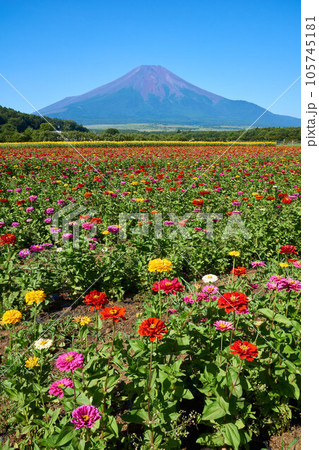 夏の富士山と花畑 山梨県 夏の富士山と花畑 山梨県 105745181