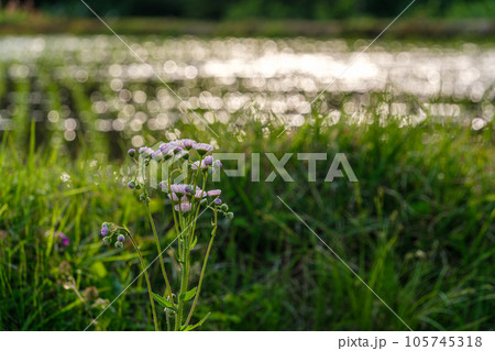 田んぼのハルジオン 105745318