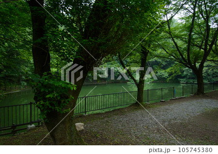 緑に囲まれた道 105745380