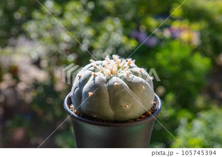 大きく育った銀冠玉 105745394