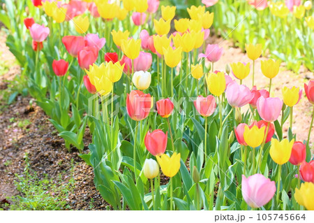 チューリップの花 チューリップの花 105745664