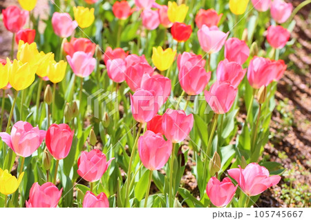 チューリップの花 105745667