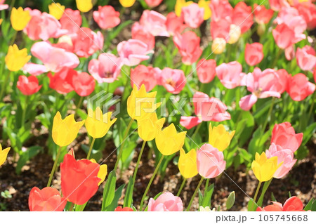 チューリップの花 チューリップの花 105745668