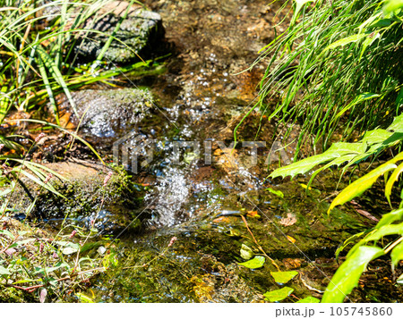 夏の爽やかな景色 湧水から流れでる清らかな小川 夏の爽やかな景色 湧水から流れでる清らかな小川 105745860