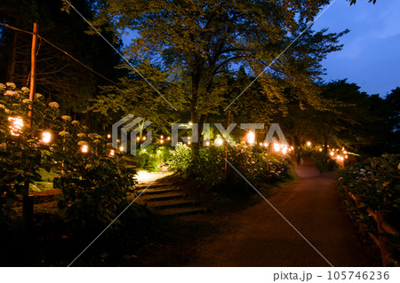 あじさい咲く公園の夜景 105746236