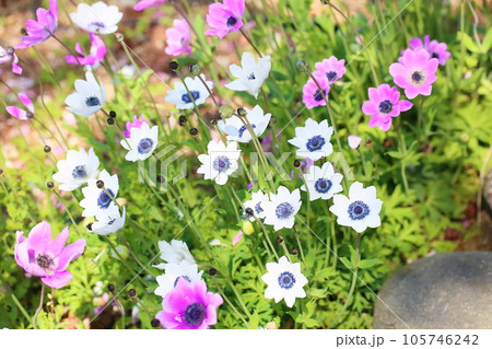 アネモネの花 アネモネの花 105746242