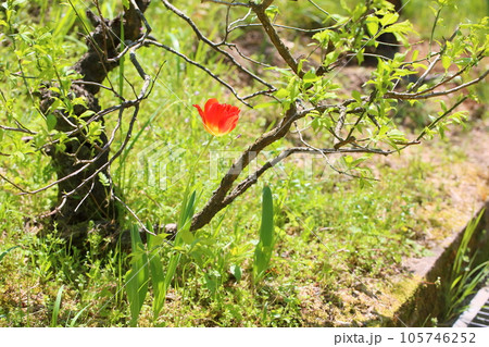 チューリップの花 チューリップの花 105746252