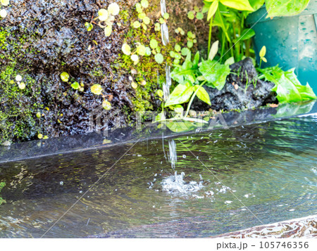背景素材　夏の清涼な景色　水鉢に波紋を作る清涼な水滴 105746356