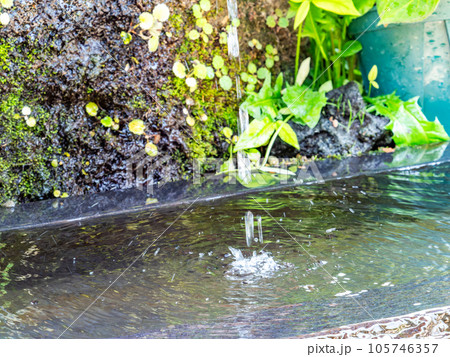 背景素材 夏の清涼な景色 水鉢に波紋を作る清涼な水滴 背景素材 夏の清涼な景色 水鉢に波紋を作る清涼な水滴 105746357