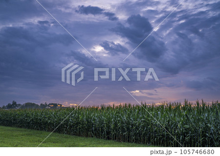 stormy sunset sky over corn field in Missouri stormy sunset sky over corn field in Missouri 105746680