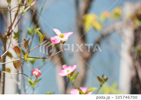 ハナミズキの花 105746700