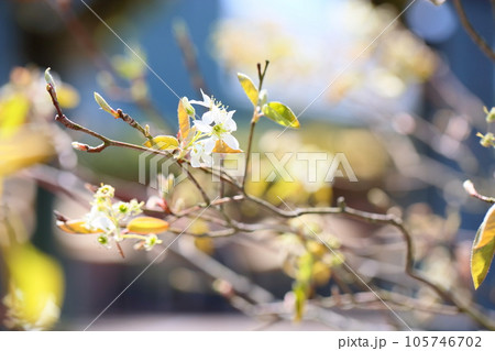 ジューンベリーの花 ジューンベリーの花 105746702