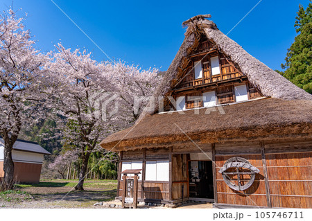富山県五箇山 桜咲く春の菅沼合掌造り集落の中の五箇山民俗館 富山県五箇山 桜咲く春の菅沼合掌造り集落の中の五箇山民俗館 105746711