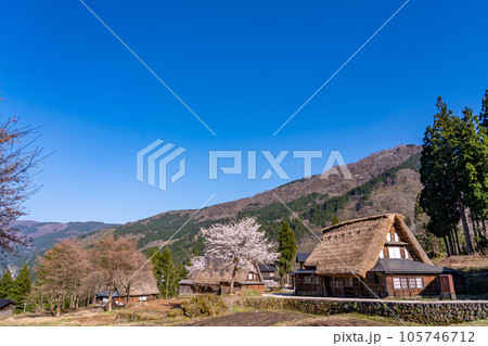 富山県五箇山　桜咲く春の相倉合掌造り集落 105746712