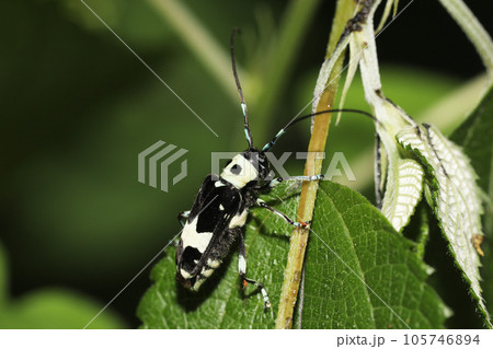 ラミーカミキリ 105746894