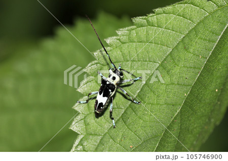 ラミーカミキリ ラミーカミキリ 105746900