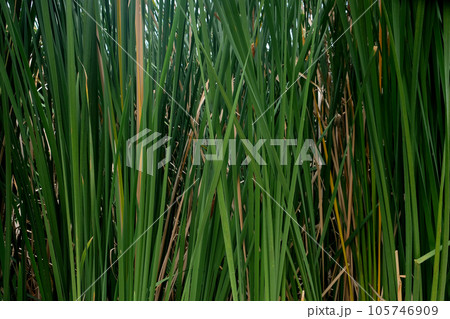 Typha latifolia (broadleaf cattail, bulrush) Typha latifolia (broadleaf cattail, bulrush) 105746909