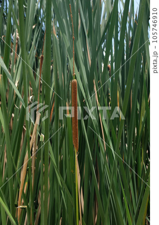 Typha latifolia (broadleaf cattail, bulrush) Typha latifolia (broadleaf cattail, bulrush) 105746910