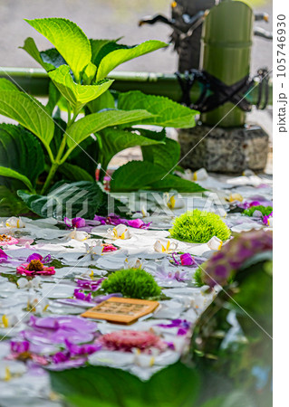 小樽 住吉神社の花手水 小樽 住吉神社の花手水 105746930