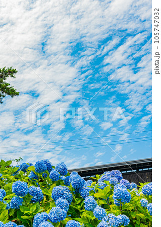 小樽 小樽貴賓館旧青山別邸の風景 小樽 小樽貴賓館旧青山別邸の風景 105747032