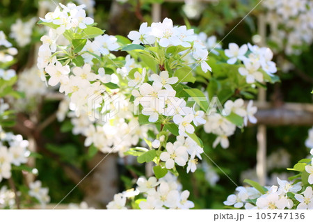 ヒメリンゴの花 ヒメリンゴの花 105747136