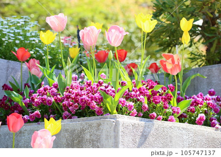 ビオラの花 105747137