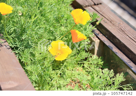 ハナビシソウの花 ハナビシソウの花 105747142