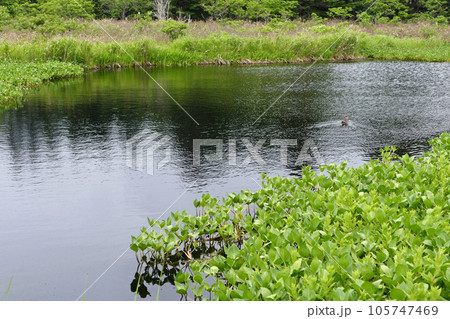 南浜湿原 利尻島 北海道 南浜湿原 利尻島 北海道 105747469
