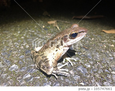 アマミハナサキガエル アマミハナサキガエル 105747661