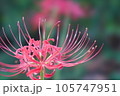 彼岸花 105747951