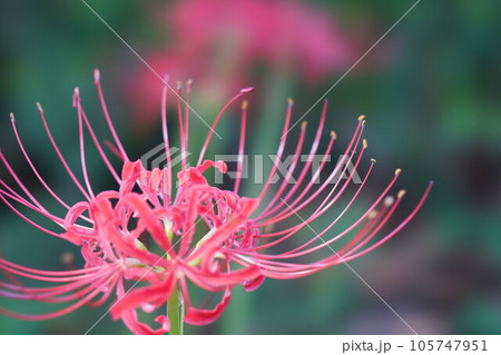 彼岸花 彼岸花 105747951