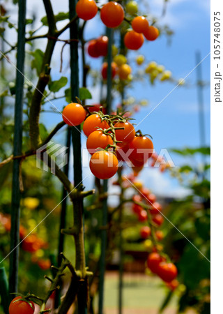 青空の下 夏の家庭菜園 房なりのオレンジ色のミニトマト 青空の下 夏の家庭菜園 房なりのオレンジ色のミニトマト 105748075