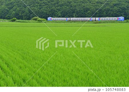 水田地帯を走るキハ283系の特急列車 105748083