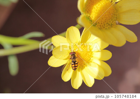 ハナアブとクリサンセマム・ムルチコーレの花 105748184