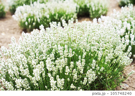 オホーツクのラベンダー畑”白ラベンダー” 105748240