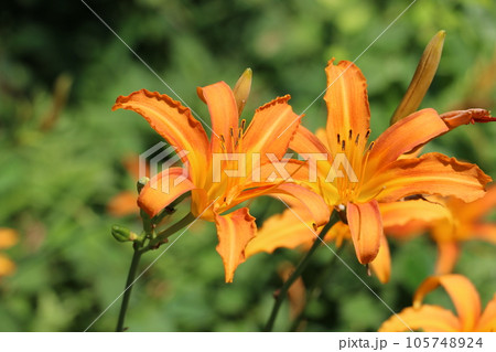 玉川上水の夏を彩るノカンゾウ 105748924