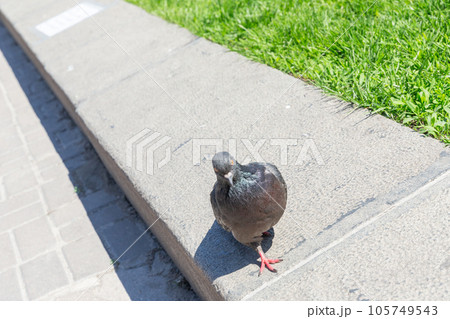 【ウクライナ】首都キーウの中心地「独立広場」を歩く一羽の鳩 105749543