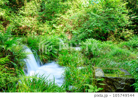 夏の池山水源　熊本県産山村 105749544