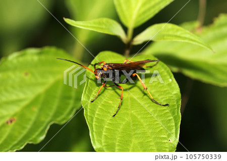 ベッコウクモバチ ベッコウクモバチ 105750339