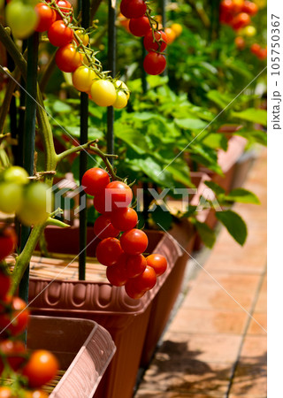 ミニトマトが沢山　プランターで夏野菜作り　 105750367