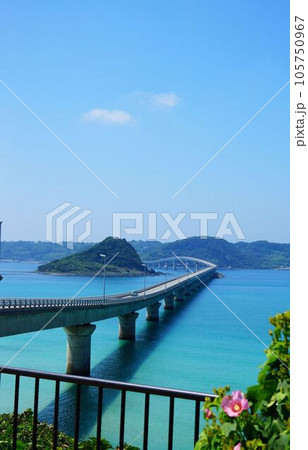 フヨウと角島大橋 105750967