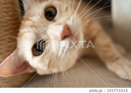 キャットタワーで寝転ぶ猫 アメショー キャットタワーで寝転ぶ猫 アメショー 105751018