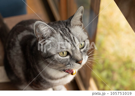 外を見ている猫 アメショー 外を見ている猫 アメショー 105751019