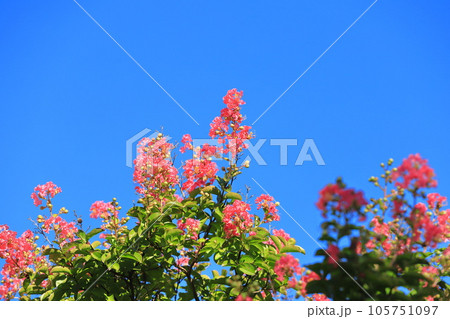 青空に伸びるピンク色のサルスベリ花　 105751097