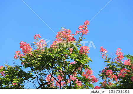 青空に伸びるピンク色のサルスベリ花 青空に伸びるピンク色のサルスベリ花 105751101
